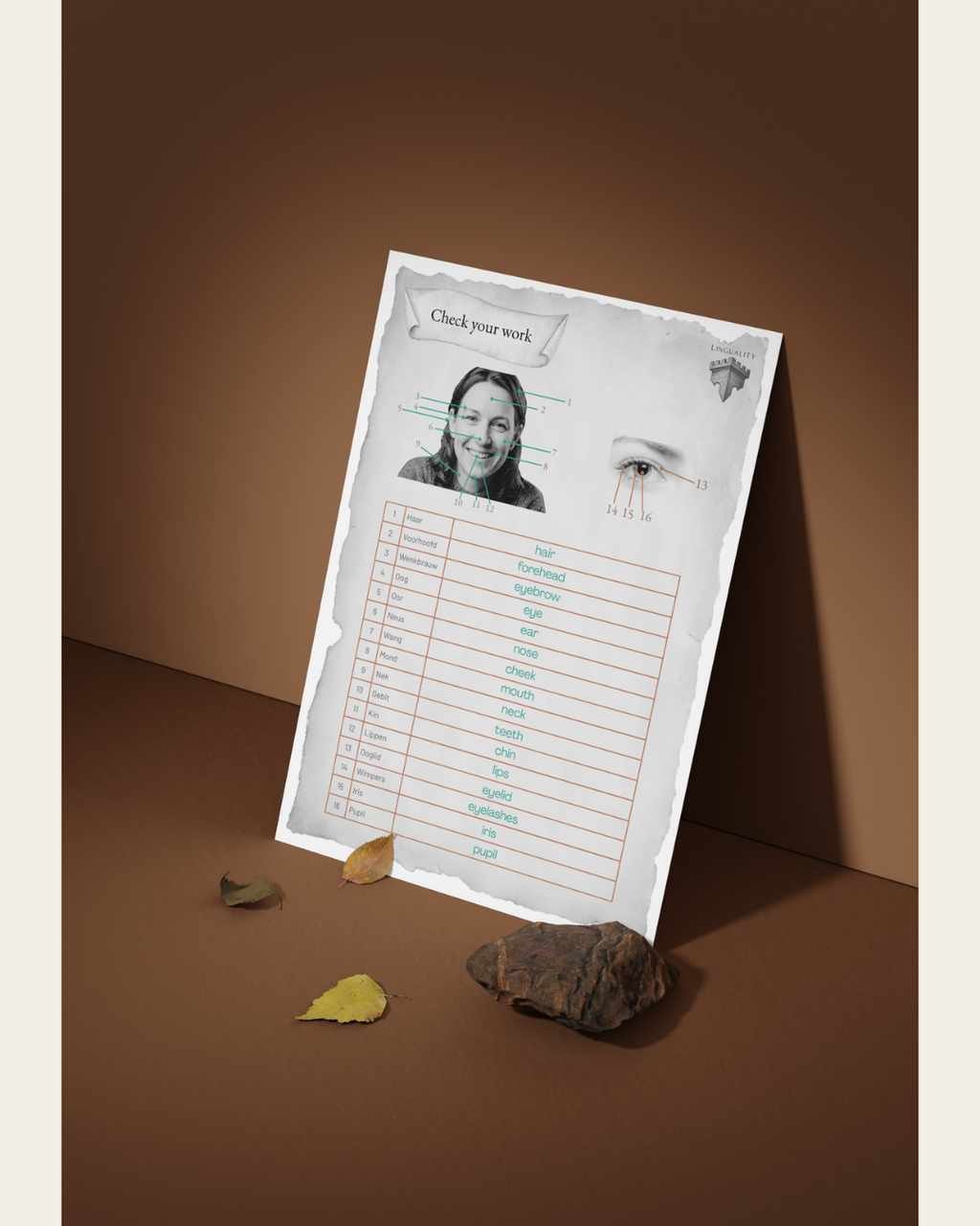 Lespakket Thema: Human body (digitaal product)